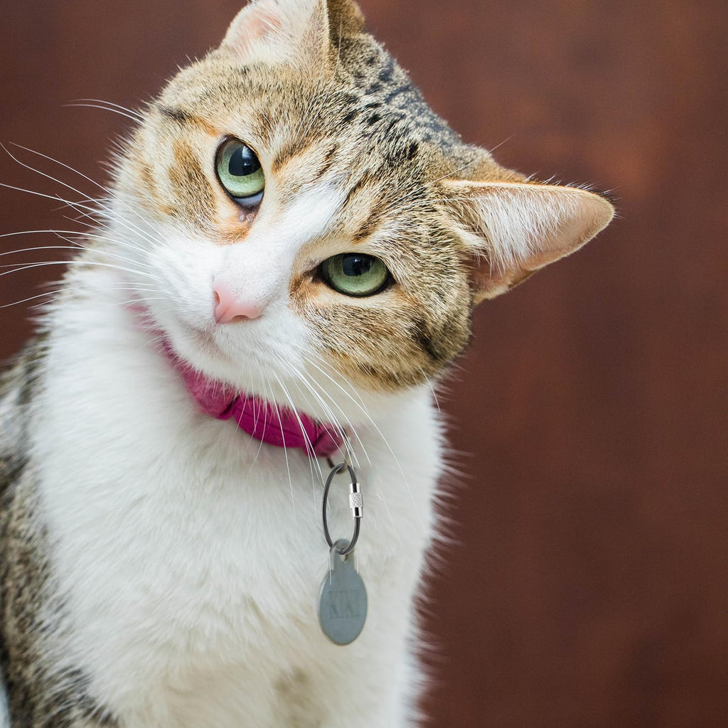 CooBigo 16 Pack Stainless Steel Loops 2mm Coated Wire Keychain Cable Large Keyrings 6 inch Key Chain for Luggage Tags, Key Tags, Keyrings, Kitchen utensils, Duster-Assorted Colors