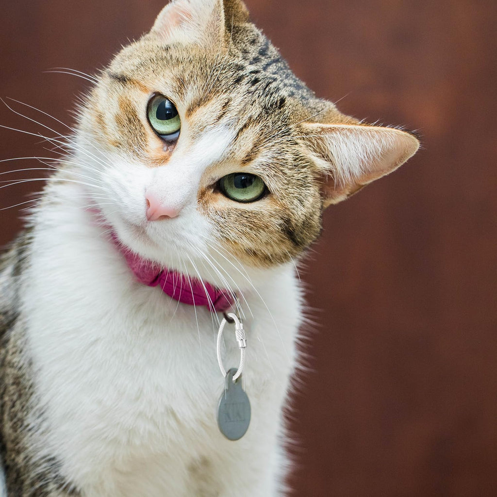 CooBigo 16 Pack Stainless Steel Loops 2mm Coated Wire Keychain Cable Large Keyrings 6 inch Key Chain for Luggage Tags, Key Tags, Keyrings, Kitchen utensils, Duster-Assorted Colors