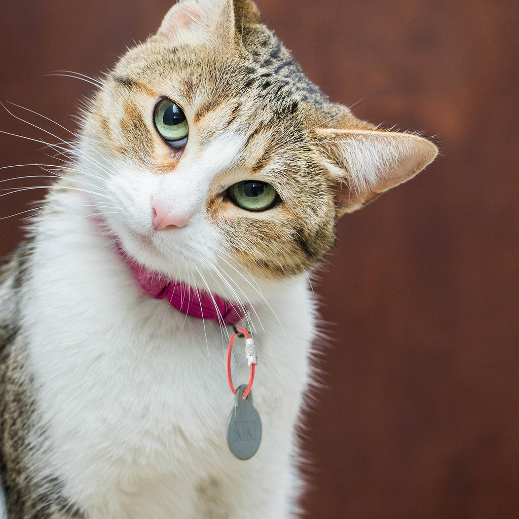 CooBigo 16 Pack Stainless Steel Loops 2mm Coated Wire Keychain Cable Large Keyrings 6 inch Key Chain for Luggage Tags, Key Tags, Keyrings, Kitchen utensils, Duster-Assorted Colors