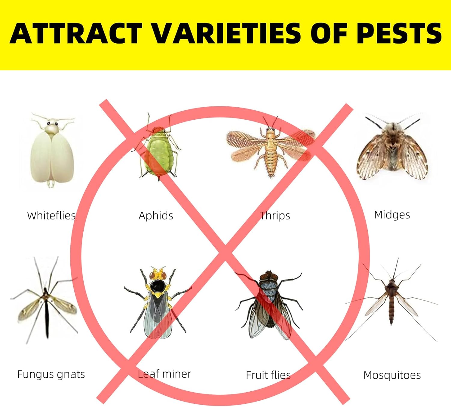 Fruit Fly Traps Fungus Gnat Traps Yellow Sticky Bug Traps 36 Pack No Harm and Odorless for Indoor Outdoor Use Protect The Plant