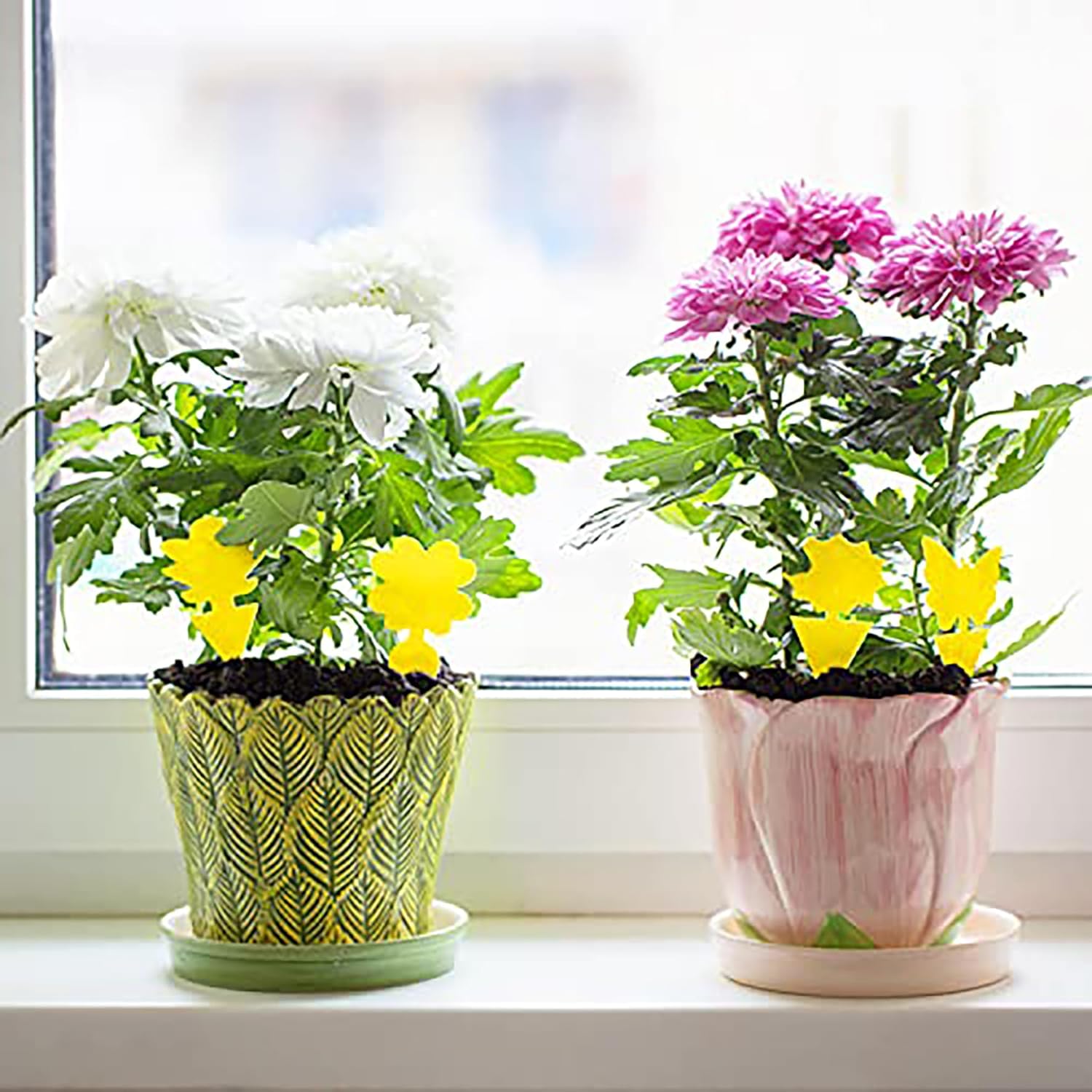 Fruit Fly Traps Fungus Gnat Traps Yellow Sticky Bug Traps 36 Pack No Harm and Odorless for Indoor Outdoor Use Protect The Plant