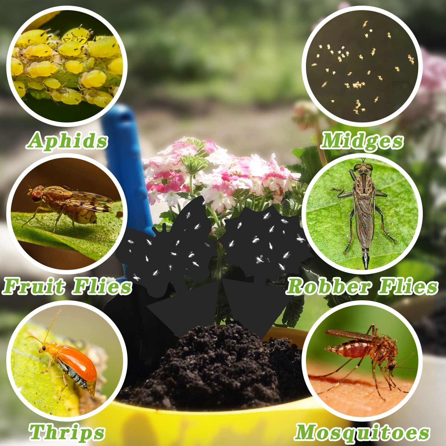 Landisun Fruit Fly Traps 48PCS Fungus Gnat-Traps for Indoor-Outdoor Yellow Fruit-Fly Sticky-Trap Plants Flying Bug Insects Traps