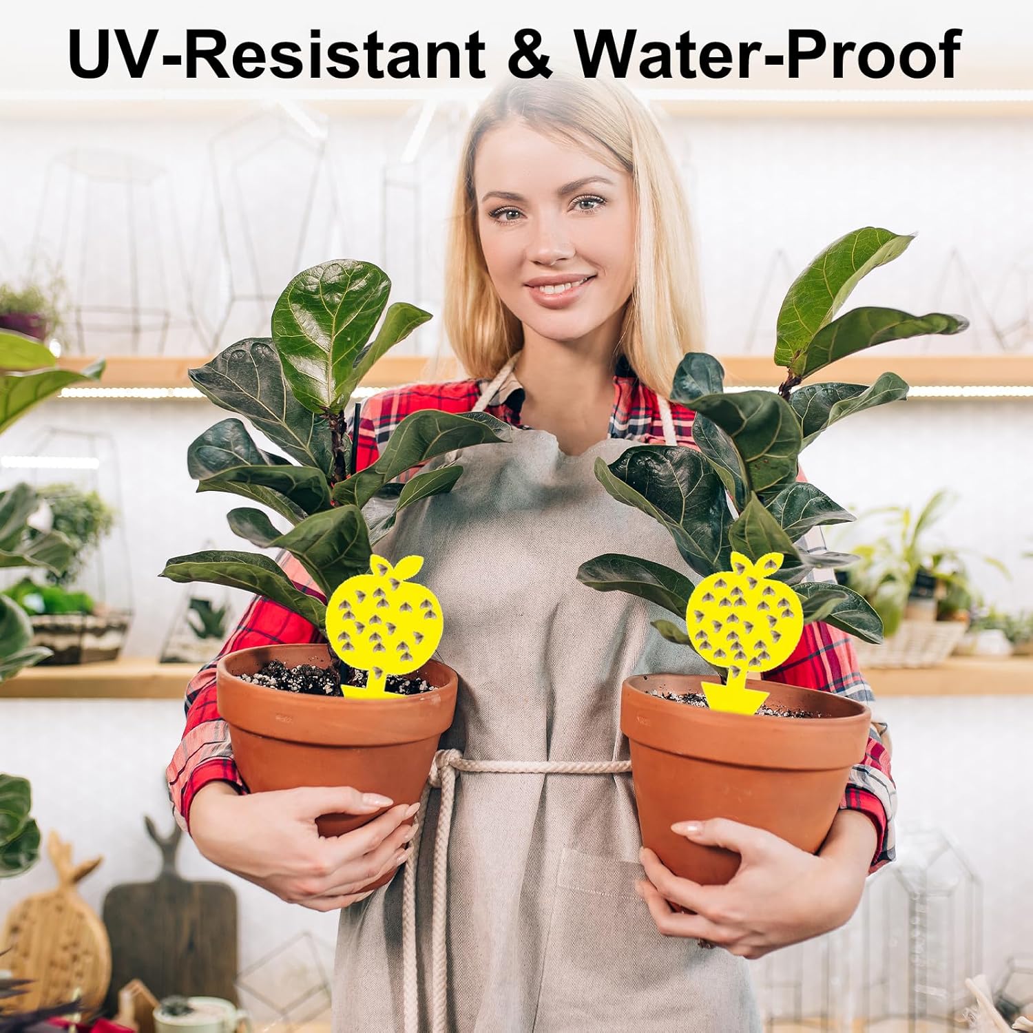 Fruit Fly Traps Fungus Gnat Traps Yellow Sticky Bug Traps 36 Pack No Harm and Odorless for Indoor Outdoor Use Protect The Plant