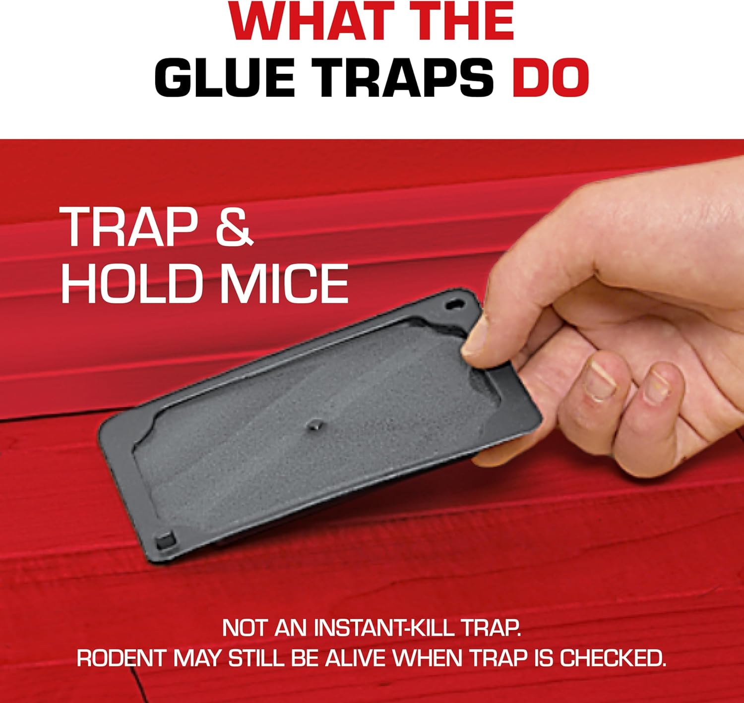 Tomcat Glue Traps Mouse Size with Eugenol for Enhanced Stickiness for Mice, Cockroaches, and Spiders, 6 Traps