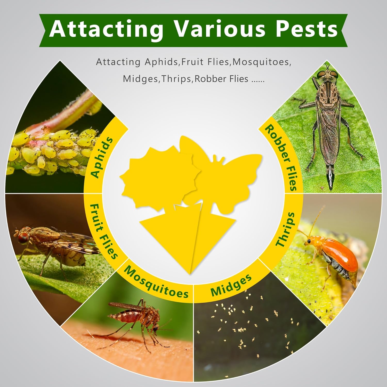 Landisun Fruit Fly Traps 48PCS Fungus Gnat-Traps for Indoor-Outdoor Yellow Fruit-Fly Sticky-Trap Plants Flying Bug Insects Traps